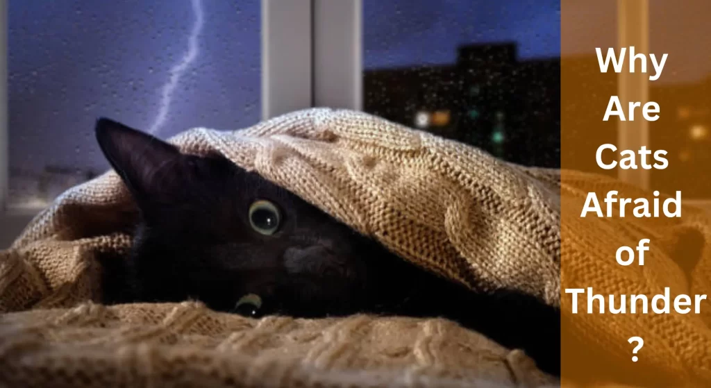 Why Are Cats Afraid of Thunder? LearnAboutCat