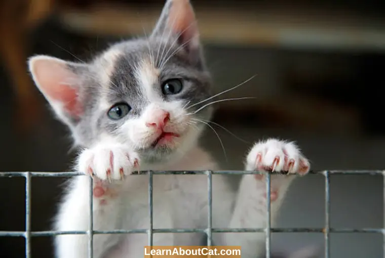 Why Confinement is Necessary After Spaying a Cat