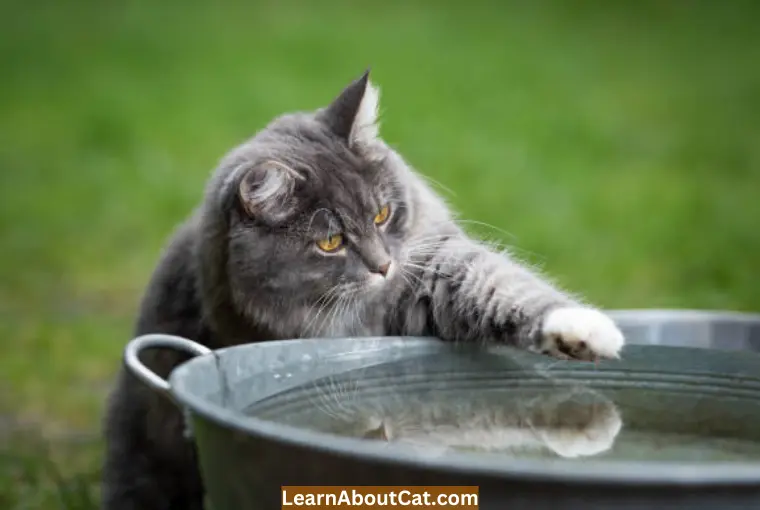 Why Do Cats Paw Around Their Water Dish