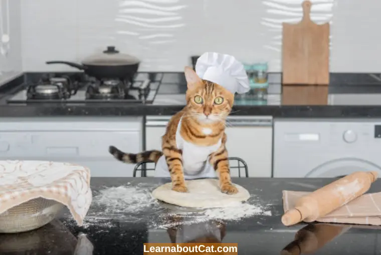 is flour bad for cats	