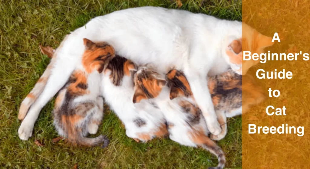 Is Cat Breeding Profitable? Cat Breeding 101 LearnAboutCat