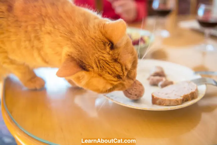 Are Biscuits Good for Cast