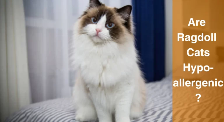 Are Ragdoll Cats Hypoallergenic? Debunking the Hypoallergenic Myth