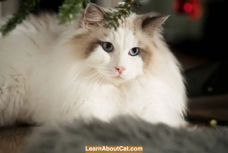 Are Ragdoll Cats Hypoallergenic