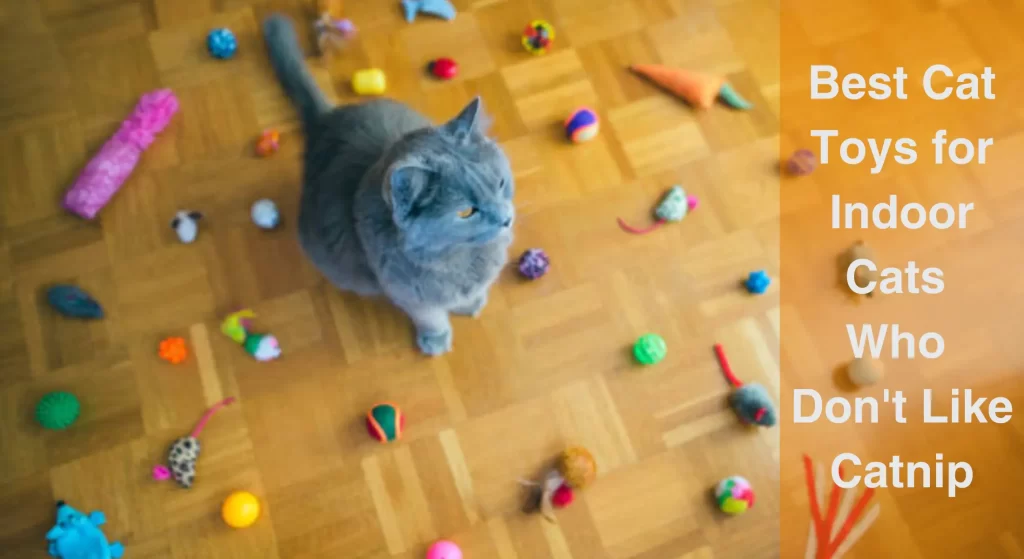 Best Cat Toys for Indoor Cats Who Don't Like Catnip LearnAboutCat