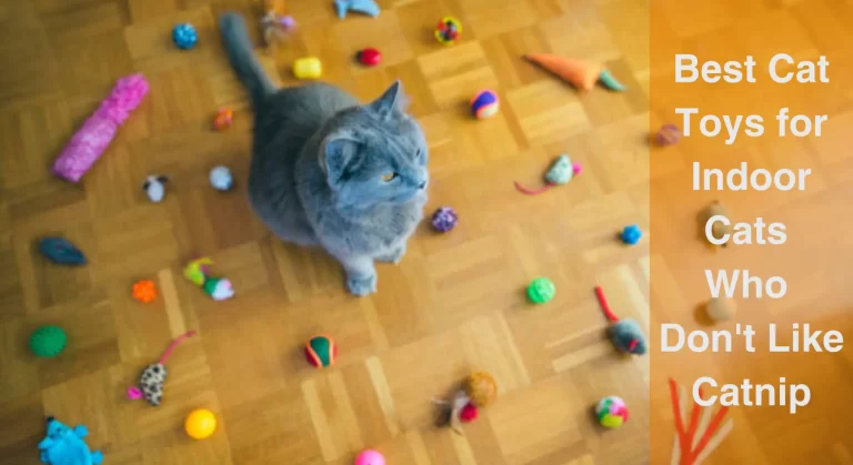 Best Cat Toys for Indoor Cats Who Don’t Like Catnip
