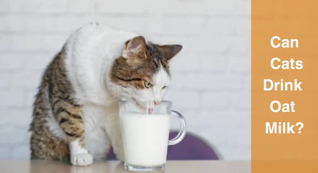 Can Cats Drink Oat Milk? Discovering If Oat Milk Is Safe For Cats ...