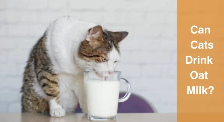 Can Cats Drink Oat Milk? Discovering if Oat Milk is Safe for Cats