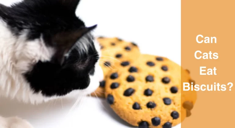 Can Cats Eat Biscuits? Everything You Need to Know About Cats and Biscuits