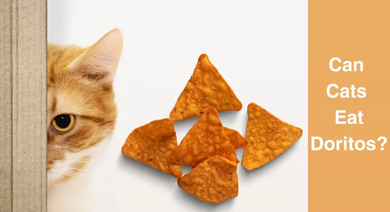 Can Cats Eat Doritos? An In-Depth Look into the Risks and Benefits