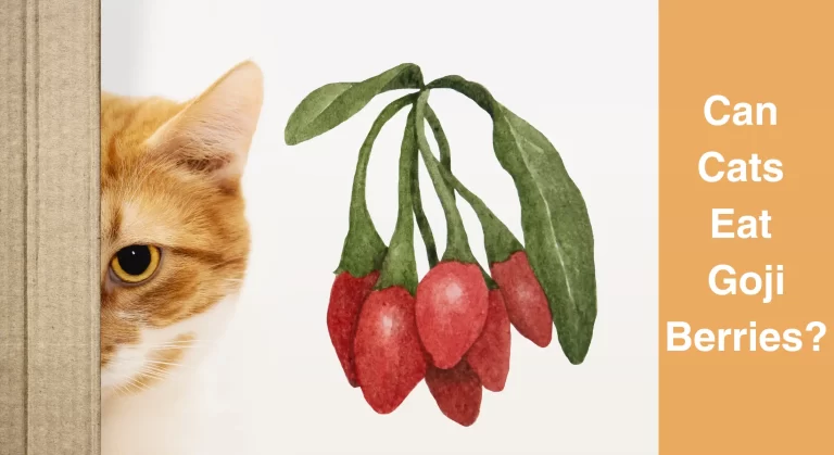 Can Cats Eat Goji Berries? Here’s What You Need to Know