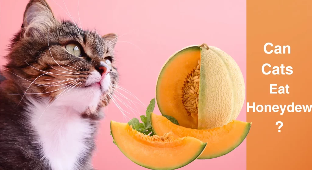 Can Cats Eat Honeydew? Understanding the Benefits and Risks LearnAboutCat
