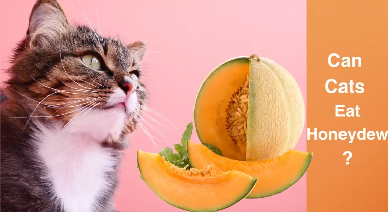 Can Cats Eat Honeydew? Understanding the Benefits and Risks