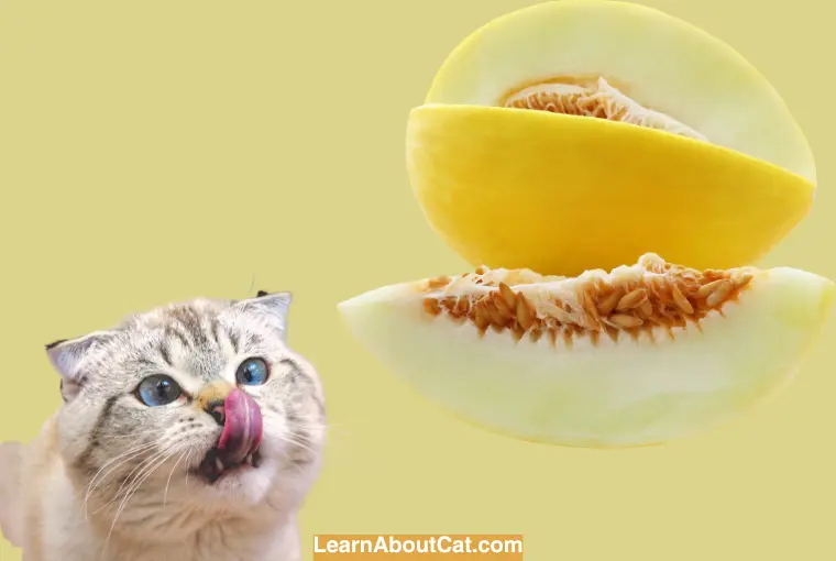Can Cats Eat Honeydew Melon