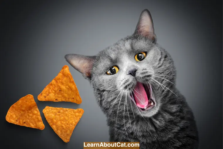 Can Cats Have Doritos