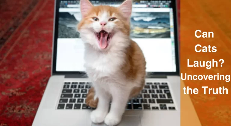 Can Cats Laugh? Debunking the Myths and Uncovering the Truth