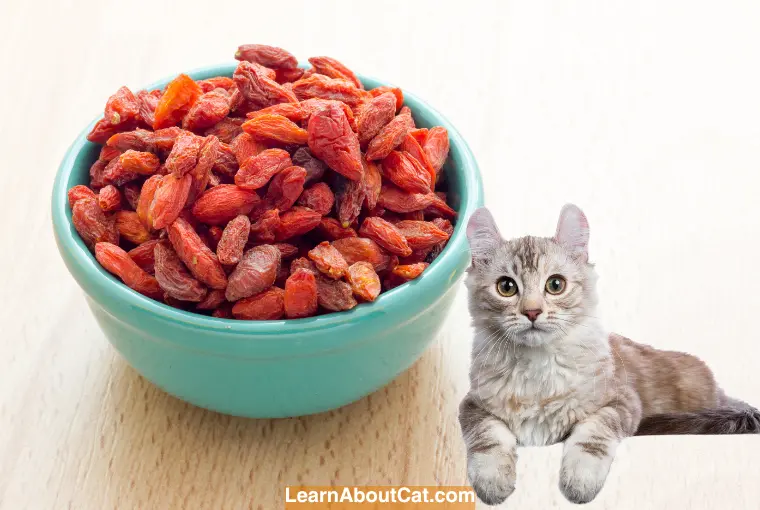 Can Cats have Goji Berries