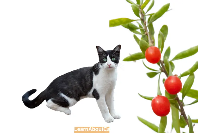 Can I Give My Cat Goji Berries Every Day