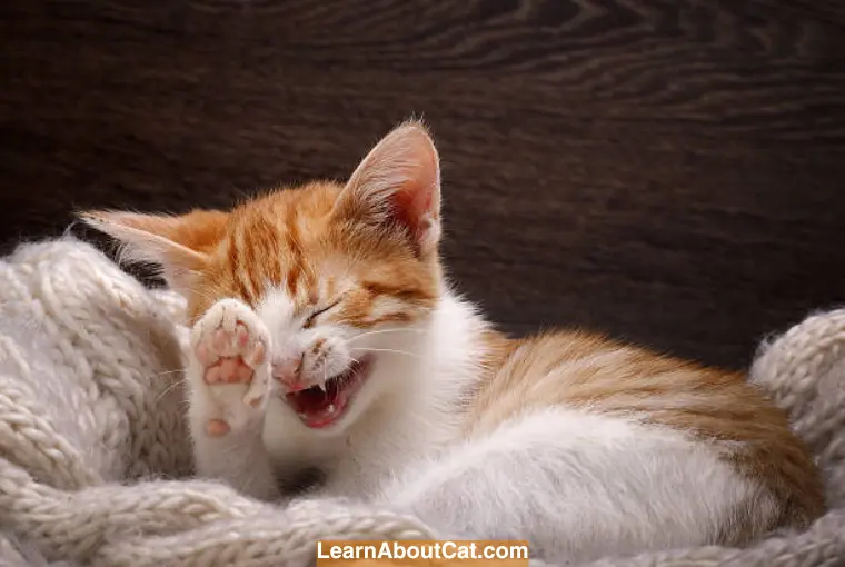 Do Cats Really Laugh