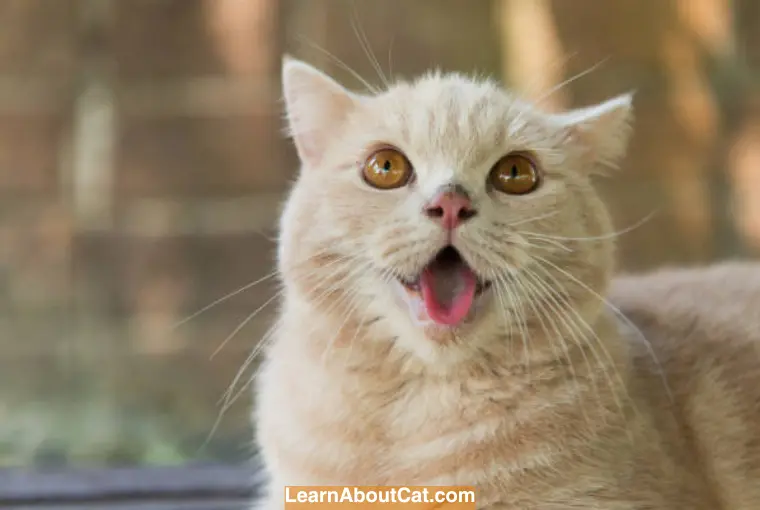 Do Cats Understand Human Laughter