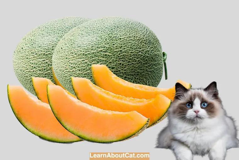 Drawbacks of Honeydew Risks of Feeding Honeydew to Cats