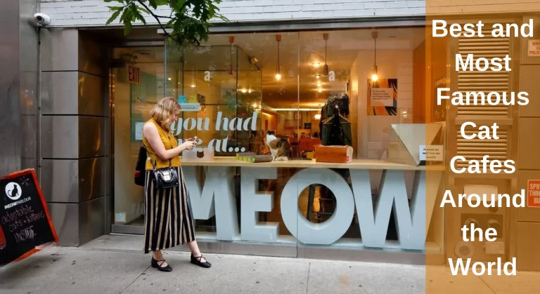 The Best and Most Famous Cat Cafes Around the World