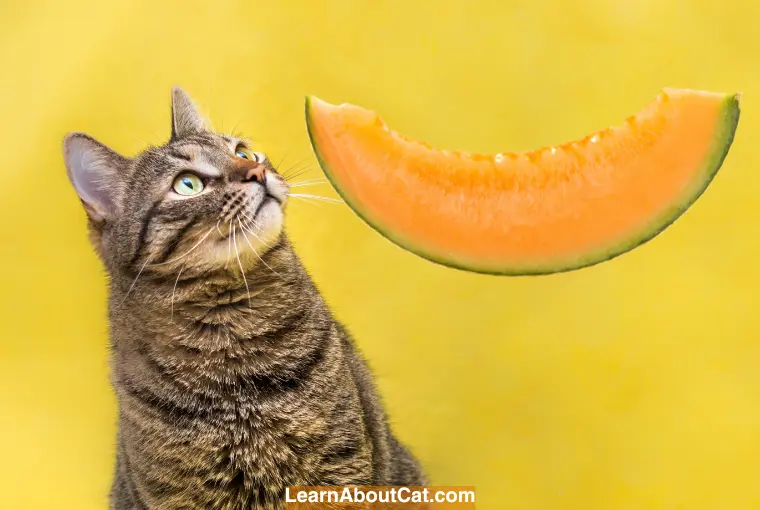 Health Benefits of Cats Eating Honeydew Melon