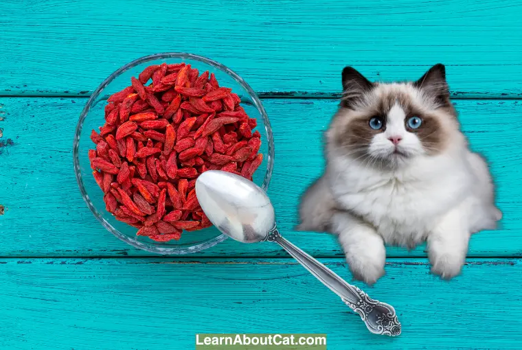 How Can Goji Berries Fit into A Cat’s Diet