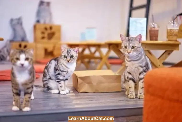 How Cat Cafes Work