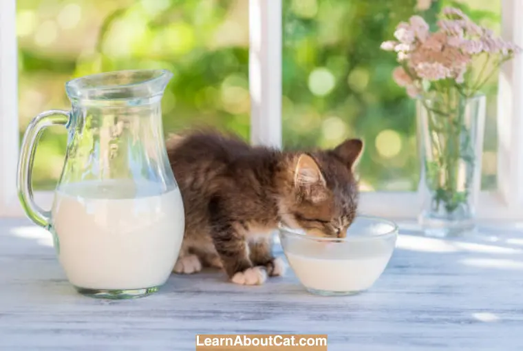 How Much is Oat Milk Healthy for Your Cat
