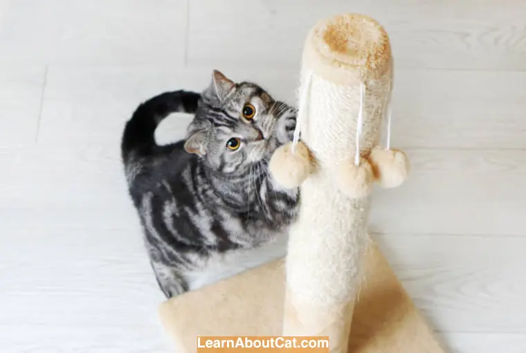 How Tall Should a Cat Tree Be