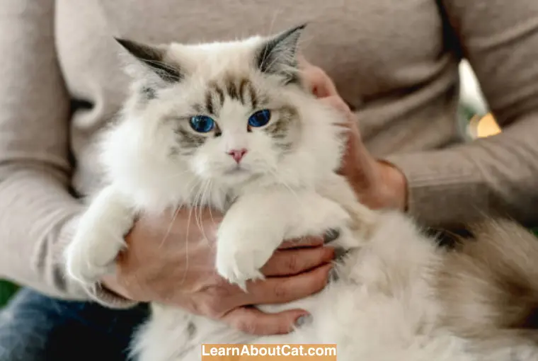 How Will I Know If I’m Allergic to Ragdoll Cats