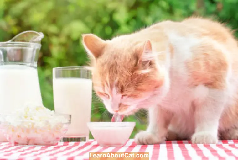 Is Oat Milk Healthy for Cats