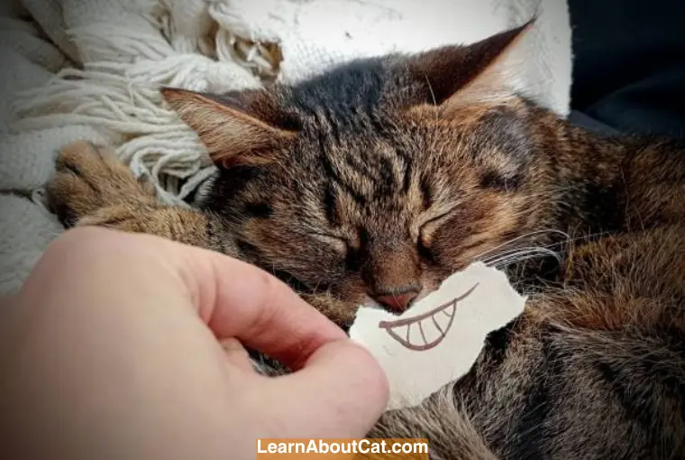 Is Your Cat Aware of Your Laughter