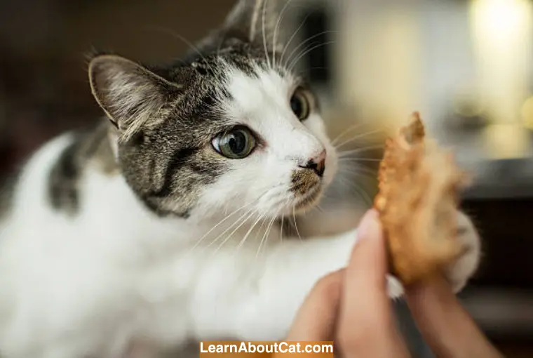 Potential Risks of Feeding Biscuits to Cats