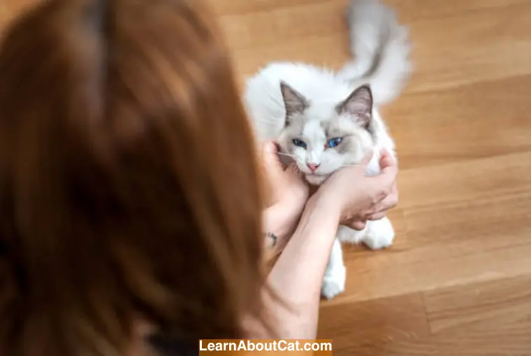 Ragdoll cats are not hypoallergenic