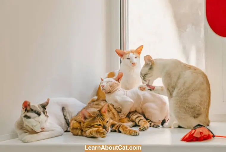 The Best Cat Breeds for Families with Children