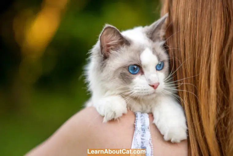 Tips for Living with a Ragdoll Cat if You Have Allergies