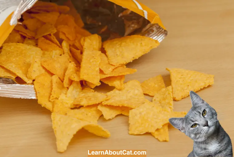 What Happens if a Cat Eats a Dorito