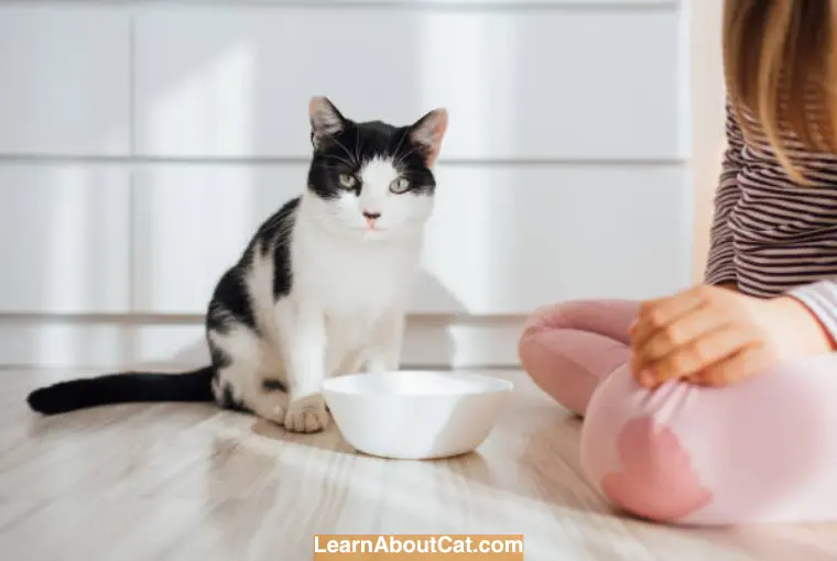 What Symptoms Show That Oat Milk Hurt Your Cats
