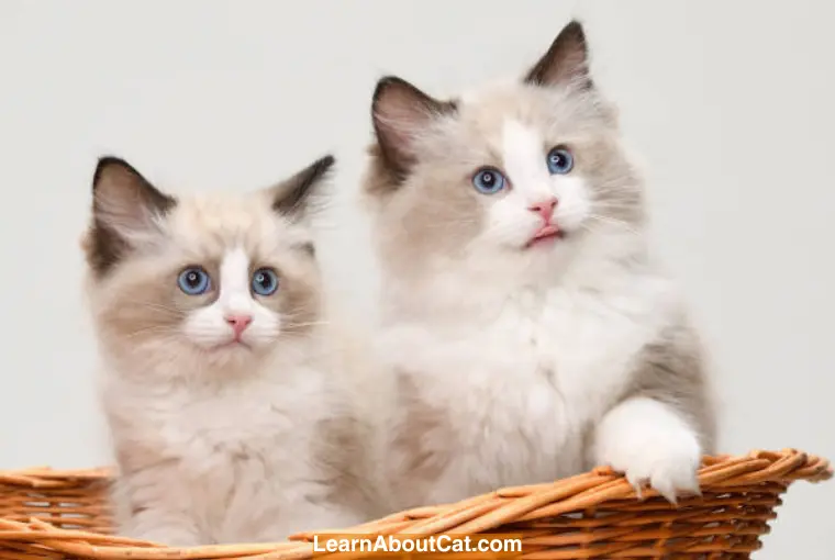 What are Ragdoll Cats