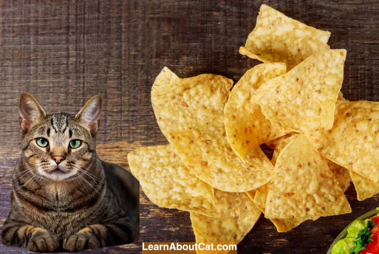 What to Do If Your Cat Eats Doritos
