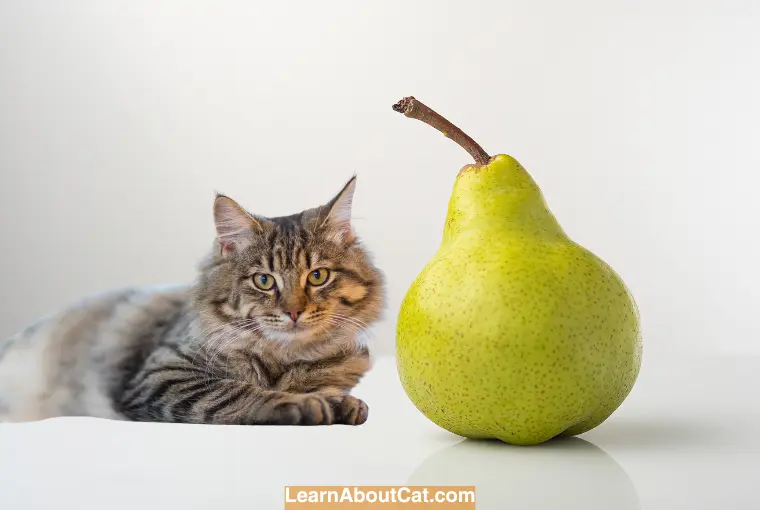 A Guide to Feeding Pear to Cats