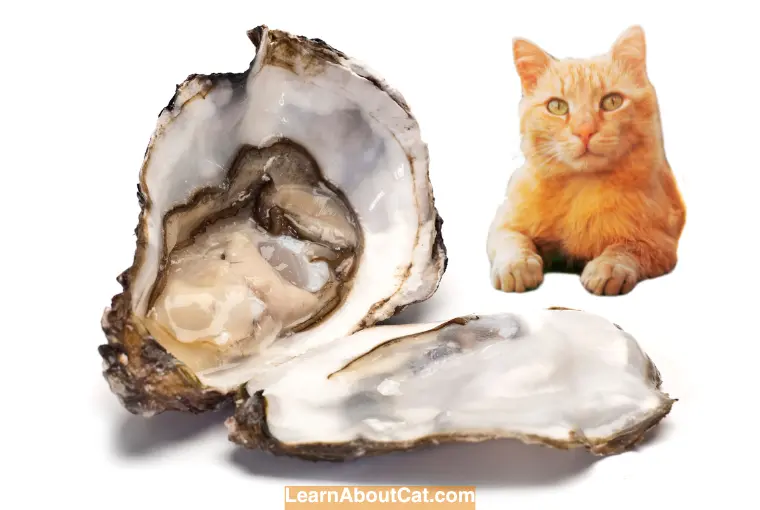 Can Cats Eat Cooked Oysters