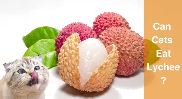 Can Cats Eat Lychee? What You Need to Know Before Feeding Your Cat