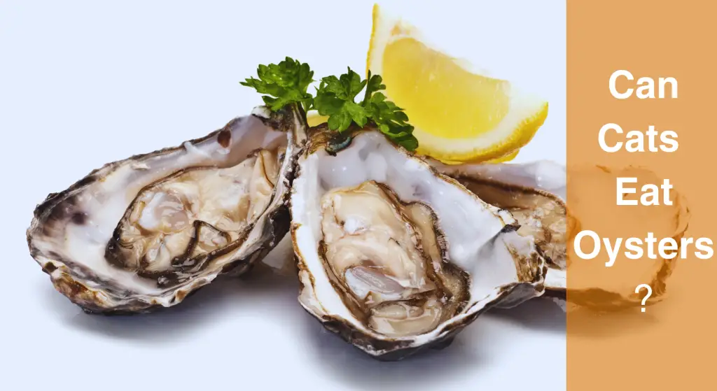 Can Cats Eat Oysters? What You Need to Know LearnAboutCat