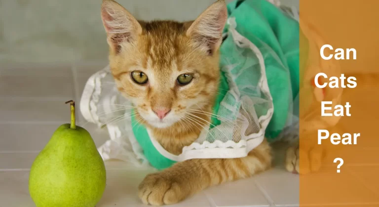 Can Cats Eat Pear? Exploring the Benefits and Risks of Feeding Your Cat Pears