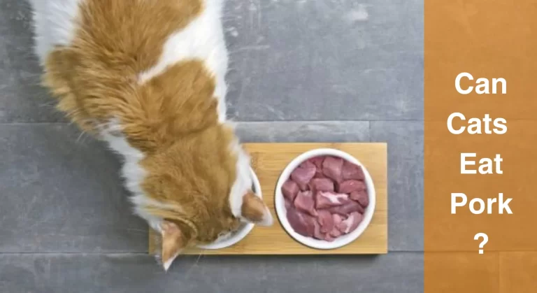 Can Cats Eat Pork? Exploring the Health Benefits and Risks of Feeding Cats Pork