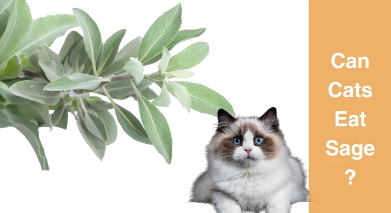 Can Cats Eat Sage? Investigating the Benefits and Risks of Sage