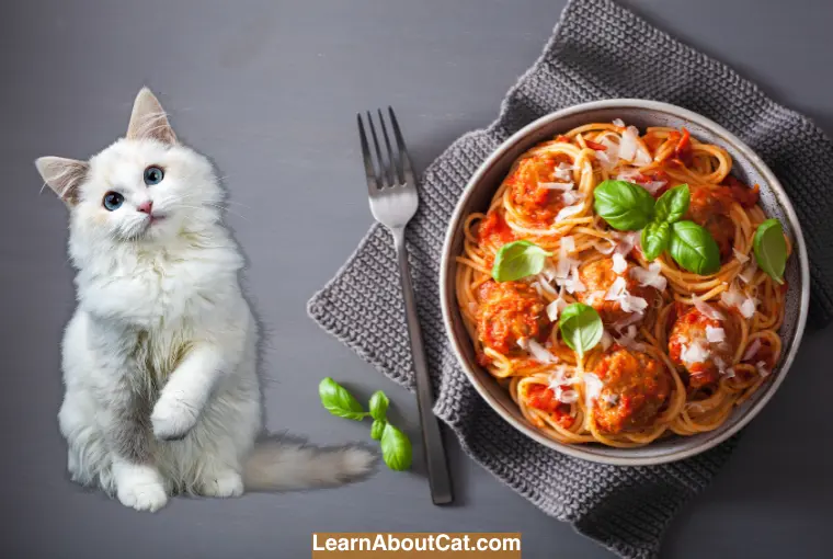 Can Cats Eat Spaghetti Sauce
